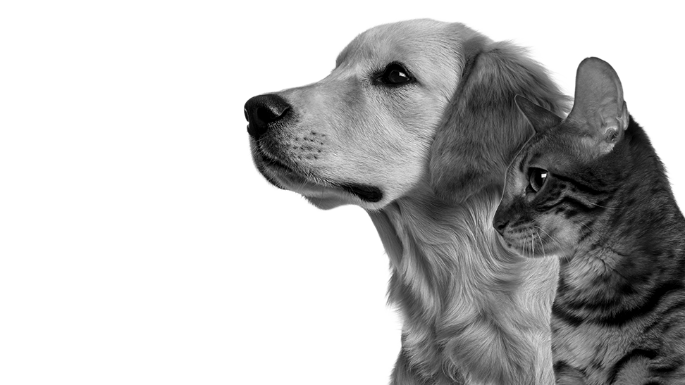 Equilíbrio Veterinary
